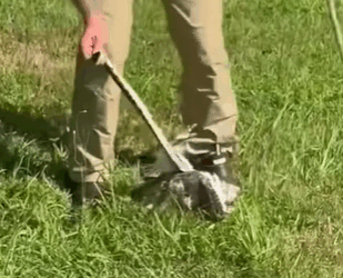 T0910039 Rescue a hawk from a snake animal rescue rescueanimals animalsoft part2