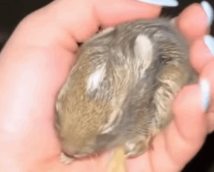 T0910059 My cat found baby rabbit and he wanted to show me animal rescue part2