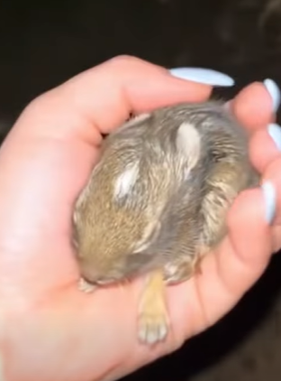 T0910059 My cat found baby rabbit and he wanted to show me animal rescue part2