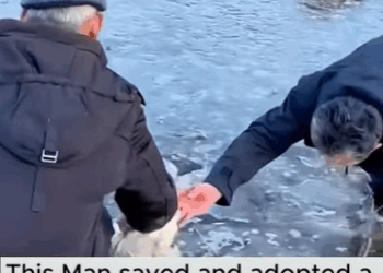 T0910018 Rescue a poor puppy and then rescue rescueanimals animals animals part2