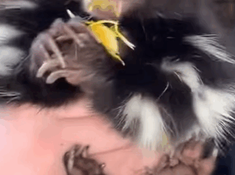 T0910005 Girl rescued a skunk from dog attack and adopted it animal rescuean part2