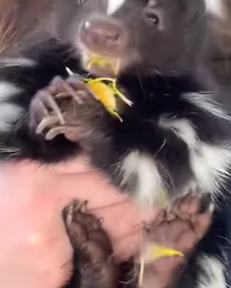 T0910005 Girl rescued a skunk from dog attack and adopted it animal rescuean part2