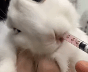 T2510034 Rescued trapped rabbit help kind animal rescue accompany rabbit part2