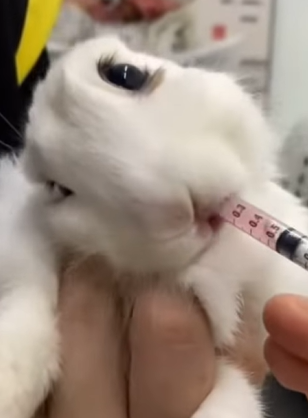 T2510034 Rescued trapped rabbit help kind animal rescue accompany rabbit part2