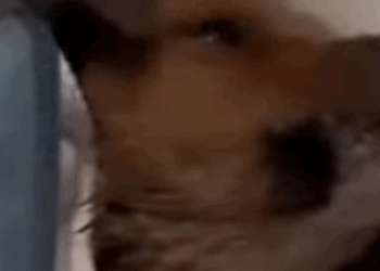 T2510026 He Was Cold Hungry and Alone part2