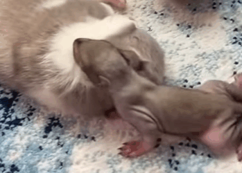 T0910007 Men found baby squirrel fell out of its nest and brought it home part2