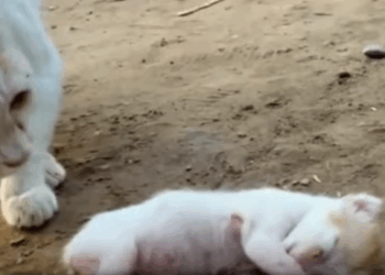 T2510021 Ailing newborn kitty finds shelter and love part2