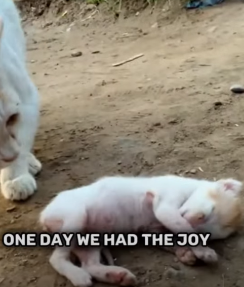 T2510021 Ailing newborn kitty finds shelter and love part2