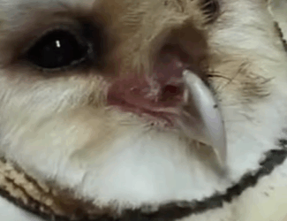 T0910008 Man found an owl in the chimney and adopted it animal rescueanimals part2