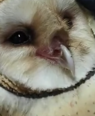 T0910008 Man found an owl in the chimney and adopted it animal rescueanimals part2