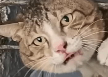 T2510054 The head of cat stuck in metal shop window part2