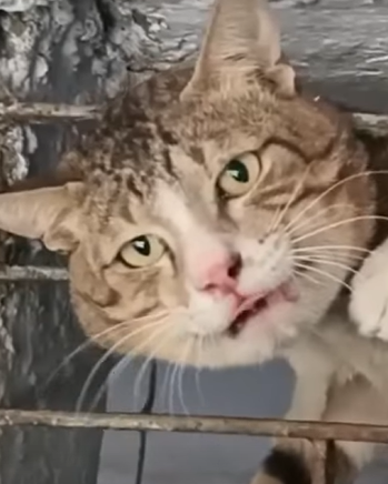 T2510054 The head of cat stuck in metal shop window part2