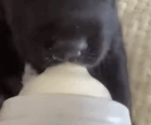 T0910010 Man rescued drowning puppy and adopted it animal rescueanimals part2