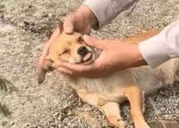 T2510025 He Was Dying on the Road Until Stranger Stopped to Help part2