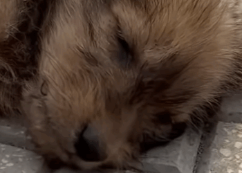 T0910002 found this poor little dog sleeping on the side of the road part2