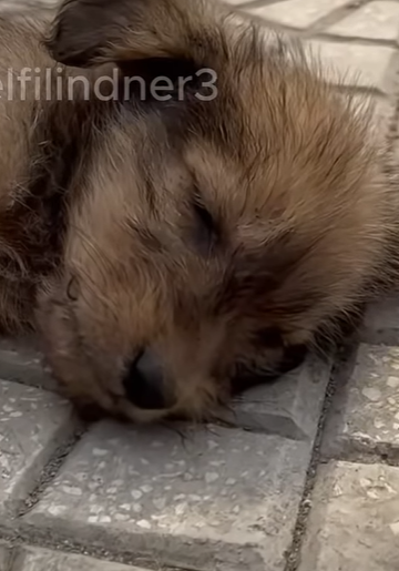 T0910002 found this poor little dog sleeping on the side of the road part2