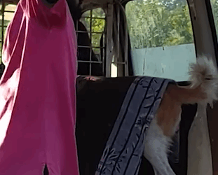 T2510053 Rescued Poor Dog with Giant Tumor wandering in the street part2