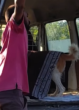 T2510053 Rescued Poor Dog with Giant Tumor wandering in the street part2