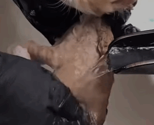 T0910003 Man rescued a kitten stuck in wall and adopted it animal rescueanim part2