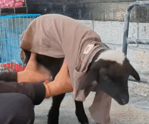 T2510061 goat was rescued after horrifying dog attack part2