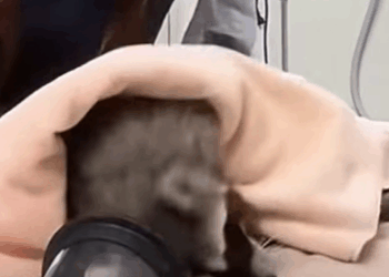 T0910004 Girl rescued an injured raccoon and adopted it with love animal part2