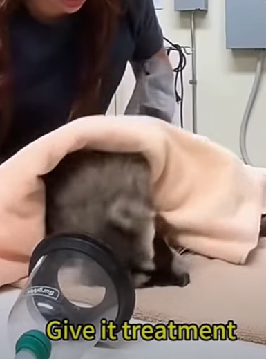 T0910004 Girl rescued an injured raccoon and adopted it with love animal part2