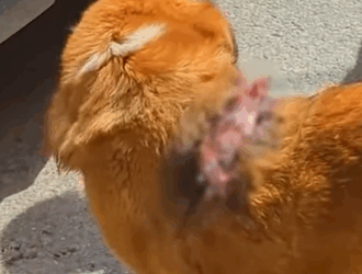 T2510044 The dog was rescued after its back wound progressively got worse part2