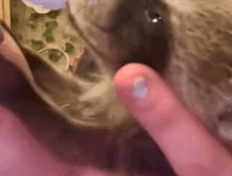 T0910006 Girl found baby raccoon in the drain pipe and adopted it animal part2