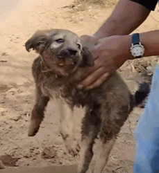 T2510064 Rescue Adorable Street Puppy with Deformed Front Legs part2