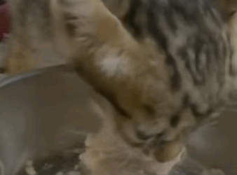 T0910012 Man rescued drowning kitten and adopted it animal rescueanimals part2