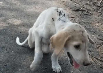 T2510043 Disabled stray pup was spotted lying by the road part2