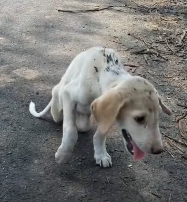 T2510043 Disabled stray pup was spotted lying by the road part2