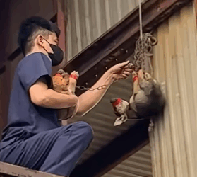 T0910001 can understand what this poor dog did wrong that its owner treate part2