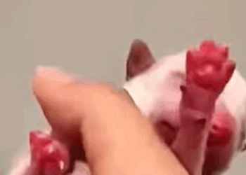 T2510028 I Heard a Faint Cry on the Road What I Found Changed My Life Forever part2