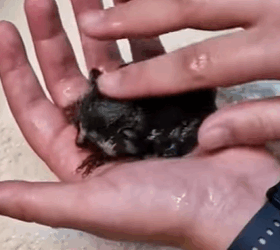 T0910026 My dog brought stranger animal rescue rescueanimals animals ani part2