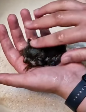 T0910026 My dog brought stranger animal rescue rescueanimals animals ani part2