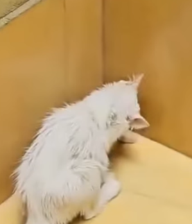 T2510037 She Came Alone But Left and Returned With Life Changing Gift People part2