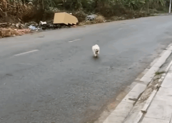 T0910019 Rescue a family of dogs rescue rescueanimals animals animalsoftik part2