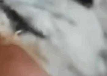 T2510041 Lonely Puppy Barked at Me What Happened Next Changed His Life People part2