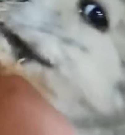 T2510041 Lonely Puppy Barked at Me What Happened Next Changed His Life People part2