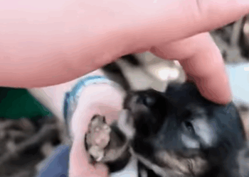 T0910024 Rescue a family of dogs rescue rescueanimals animals animalsoftik part2