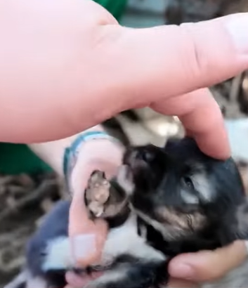 T0910024 Rescue a family of dogs rescue rescueanimals animals animalsoftik part2