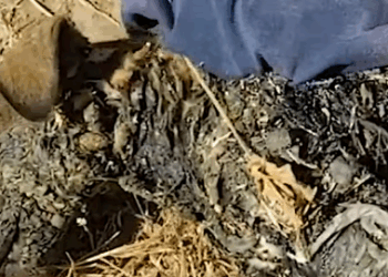 T2510058 Screaming Puppy Covered in Solid Tar is Rescued in Painful Ordeal part2