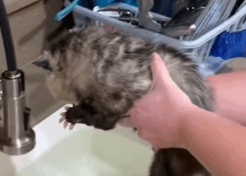 T0910034 Our family adopted opossum animal rescue rescueanimals animalso part2