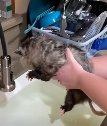 T0910034 Our family adopted opossum animal rescue rescueanimals animalso part2