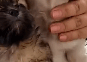 T2510035 We Found Two Tiny Puppies Wandering Alone What Happened Next part2