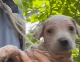 T0910017 Girl rescued mangy dog and changed after 7 months rescue rescueanim part2