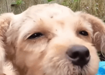 T2510024 The lonely puppy was tied with chain part2