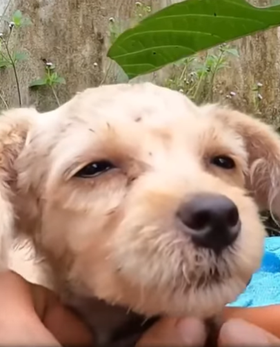 T2510024 The lonely puppy was tied with chain part2