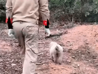 T0910023 Rescue a family of dogs rescue rescueanimals animals animalsoftik part2